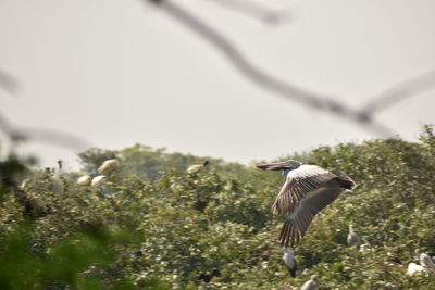 View of a bird flying