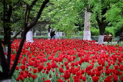 View of flowering plants in park