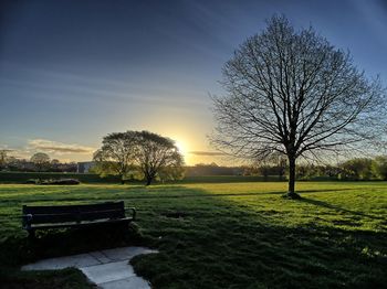 Bare tree on field against sky