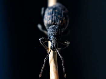 Close-up of a insect over black background