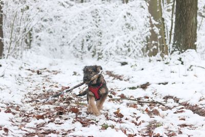 Dog on snow covered land