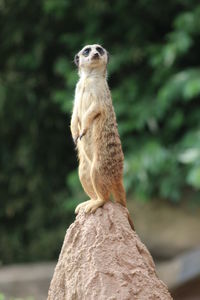 Meerkat sitting on rock