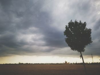 Tree on field against sky