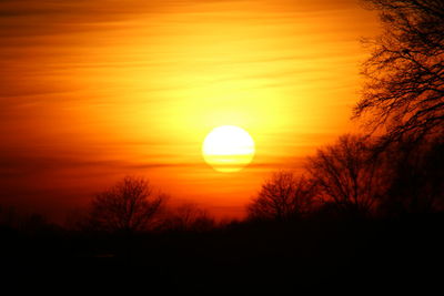 Silhouette of trees at sunset