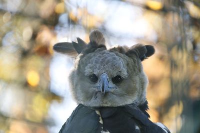 Close-up of bird