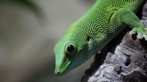 Close-up of lizard