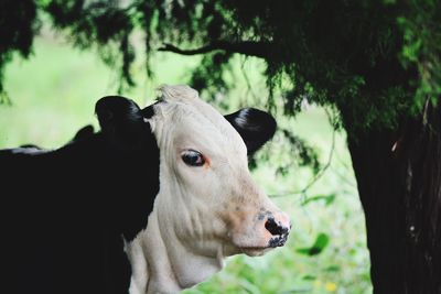 Close-up of cow on tree