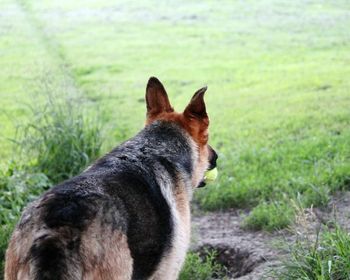 Close-up of dog on grass