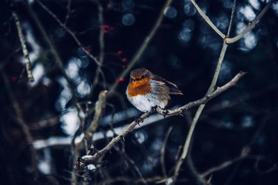 Close-up of bird perching on branch