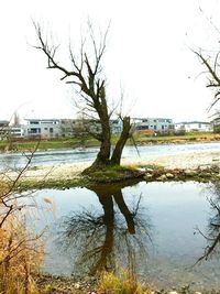 Reflection of tree in lake against sky