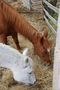 View of horse on field