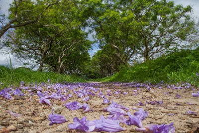 Close-up of crocus flowers growing in field