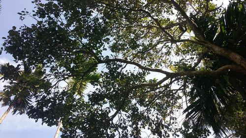 Low angle view of trees against sky