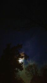 Low angle view of trees against sky at night