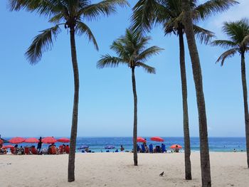 Palm trees on beach against clear blue sky