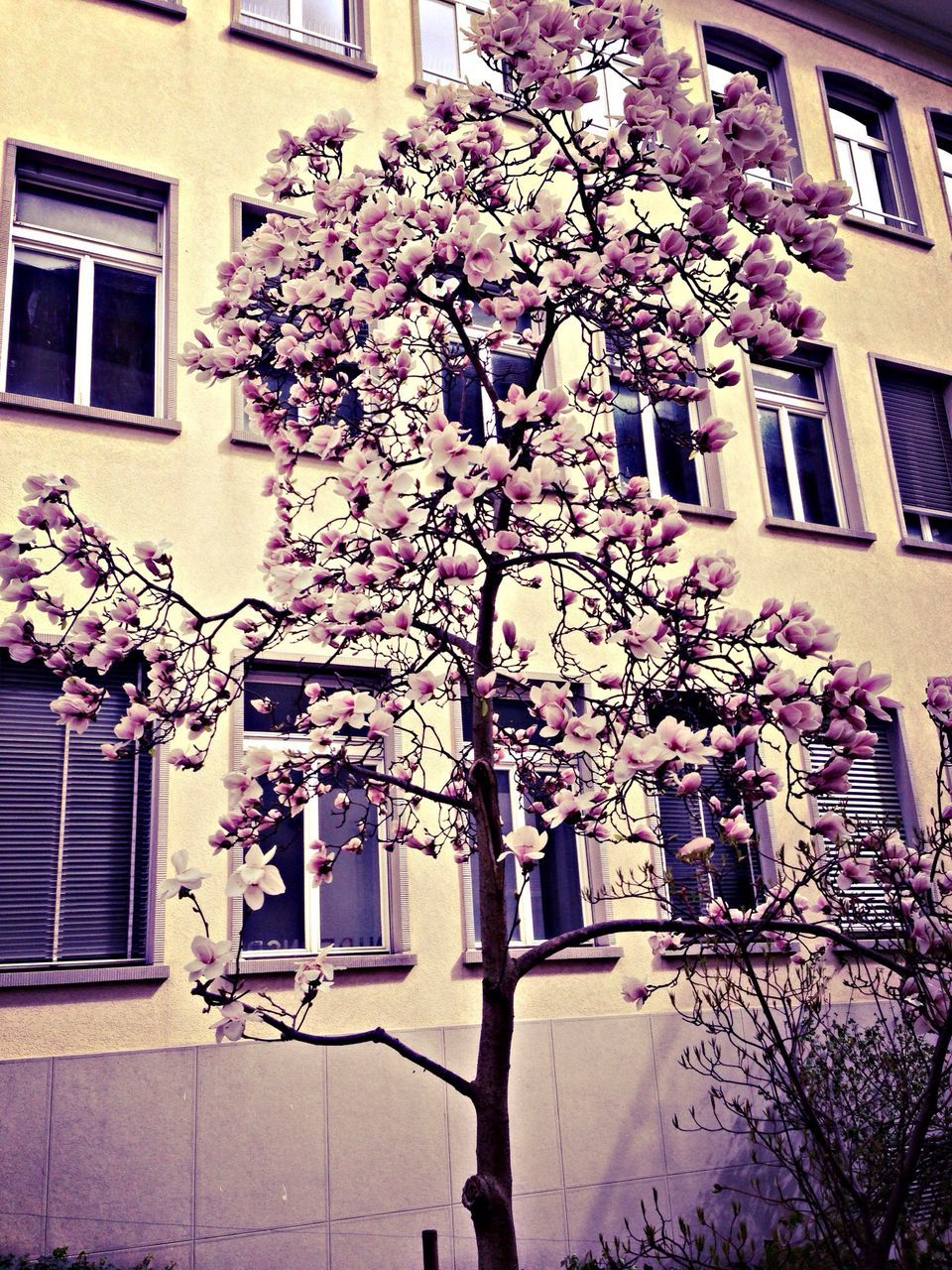 building exterior, architecture, built structure, window, flower, residential building, house, growth, residential structure, low angle view, branch, building, tree, plant, facade, fragility, day, freshness, nature, outdoors