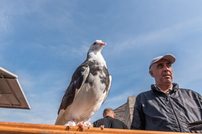 Low angle view of seagulls perching on men against sky