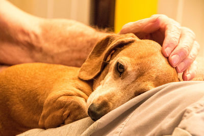 Dog relaxing on bed