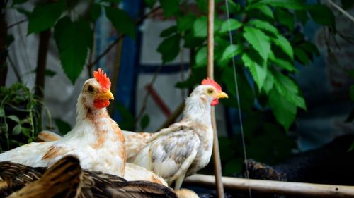 Close-up of rooster on plant