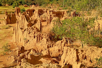 Plants growing on rock