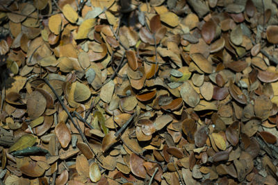 Full frame shot of dry leaves covered field