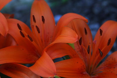 Close-up of orange lily