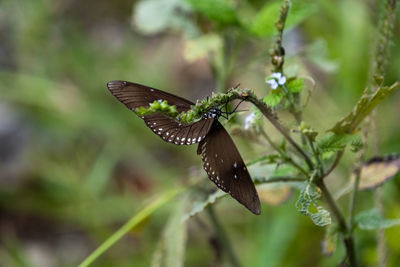 Close-up of butterfly flying