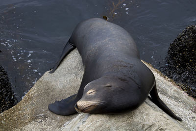 High angle view of sea lion in lake