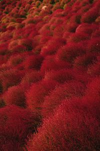 Full frame shot of red land