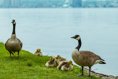 Bird and chicks on riverbank