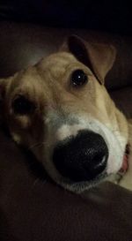 Close-up portrait of a dog