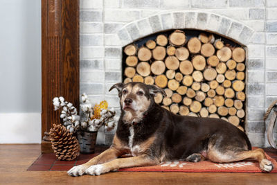 Portrait of a dog resting on wooden floor