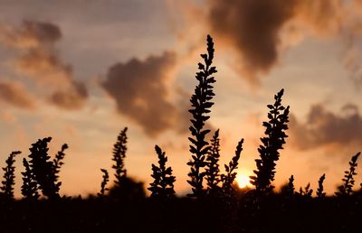 Silhouette of plants growing on field against sky during sunset