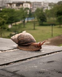 snail