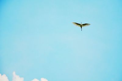 Low angle view of bird flying in sky