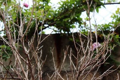 Close-up of plants against blurred background