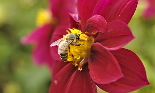 Close-up of bee pollinating flower