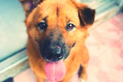 Close-up portrait of dog