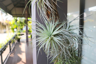 Close-up of potted plant