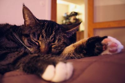 Close-up of a cat resting at home