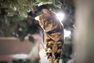 Close-up of a cat