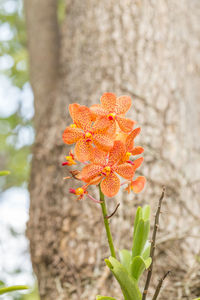 Close-up of orange flowering plant