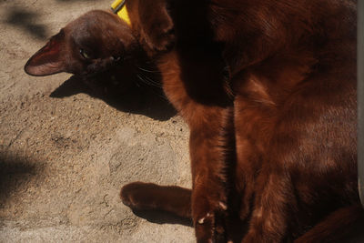 Close-up of a cat