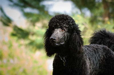 Close-up portrait of a dog