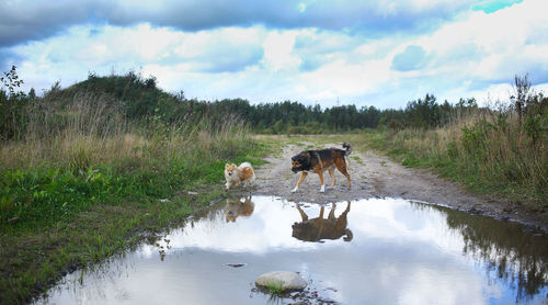 View of a dog in water against sky