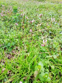 Close-up of flowers growing in field