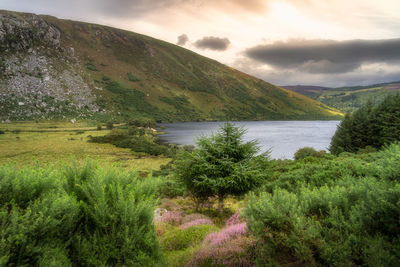 Mountain valley, lake lough dan at sunset in wicklow mountains, ireland