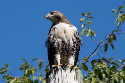 Low angle view of owl perching on tree against clear sky