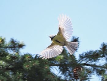 Low angle view of bird flying against sky