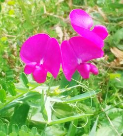 Close-up of pink flower blooming in field